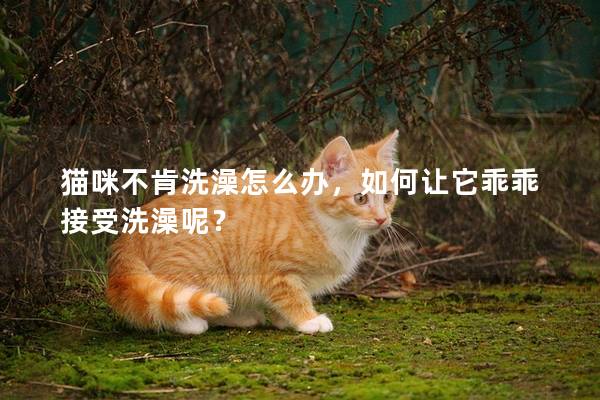 猫咪不肯洗澡怎么办，如何让它乖乖接受洗澡呢？