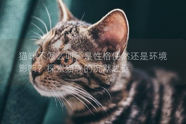 猫咪不怎么叫，是性格使然还是环境影响？探索猫咪的沉默之谜