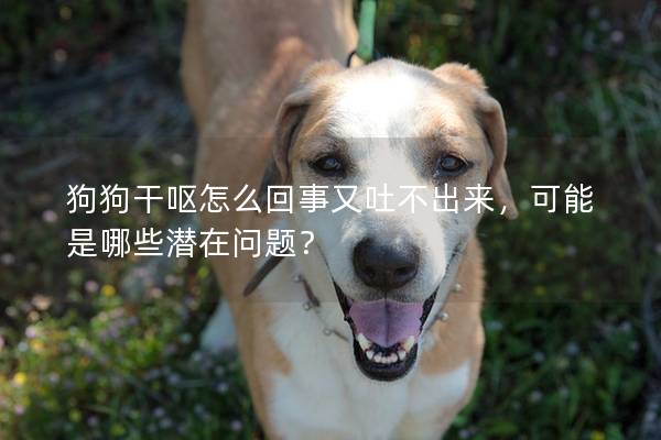 狗狗干呕怎么回事又吐不出来，可能是哪些潜在问题？