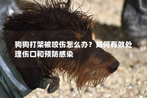 狗狗打架被咬伤怎么办？如何有效处理伤口和预防感染