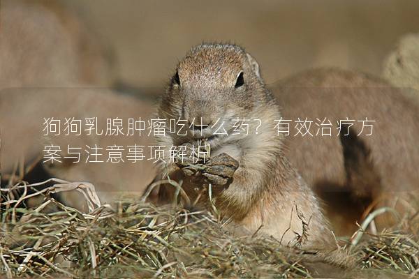 狗狗乳腺肿瘤吃什么药？有效治疗方案与注意事项解析
