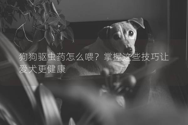 狗狗驱虫药怎么喂？掌握这些技巧让爱犬更健康