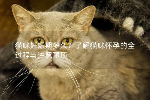 猫咪妊娠期多久？了解猫咪怀孕的全过程与注意事项