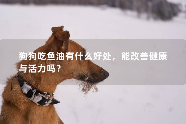 狗狗吃鱼油有什么好处，能改善健康与活力吗？