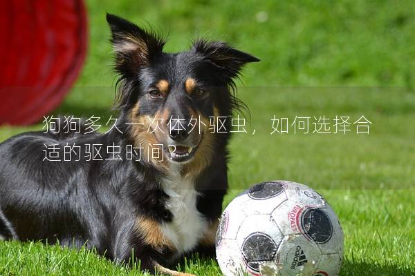 狗狗多久一次体外驱虫，如何选择合适的驱虫时间？