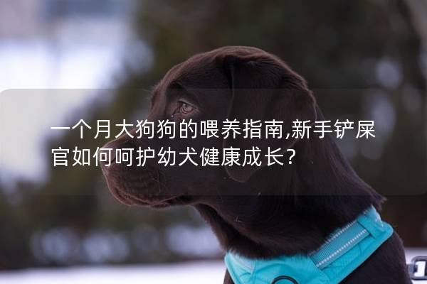 一个月大狗狗的喂养指南,新手铲屎官如何呵护幼犬健康成长？