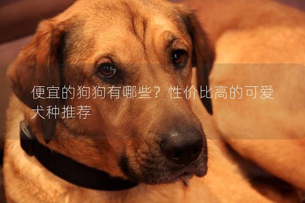 便宜的狗狗有哪些？性价比高的可爱犬种推荐