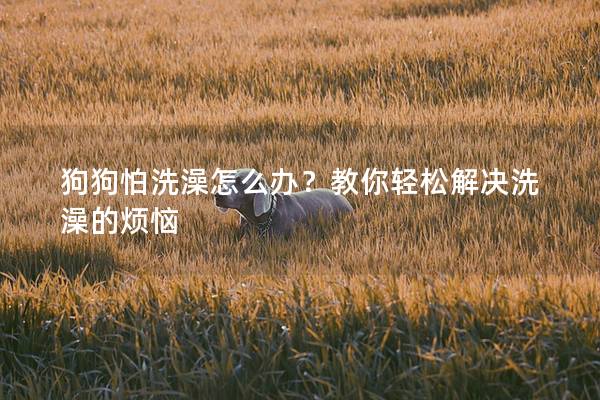 狗狗怕洗澡怎么办？教你轻松解决洗澡的烦恼