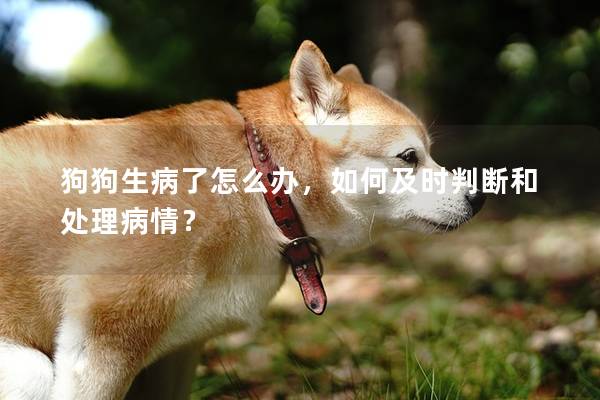 狗狗生病了怎么办，如何及时判断和处理病情？
