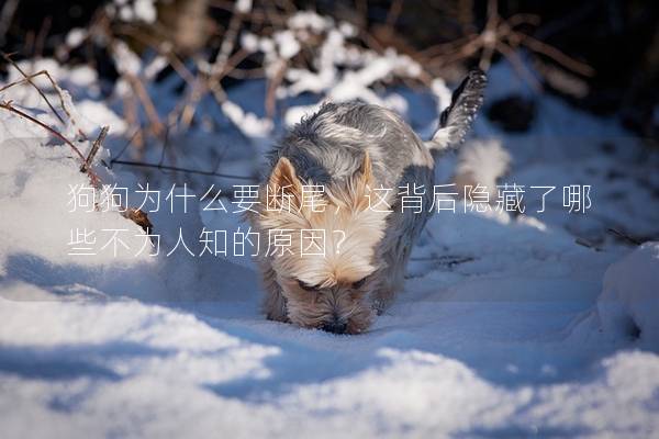 狗狗为什么要断尾，这背后隐藏了哪些不为人知的原因？