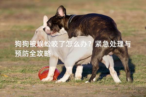 狗狗被蜈蚣咬了怎么办？紧急处理与预防全攻略