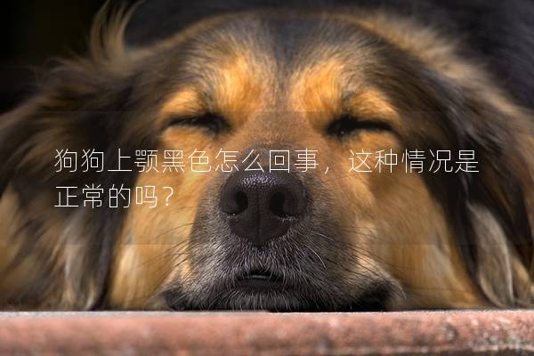 狗狗上颚黑色怎么回事，这种情况是正常的吗？