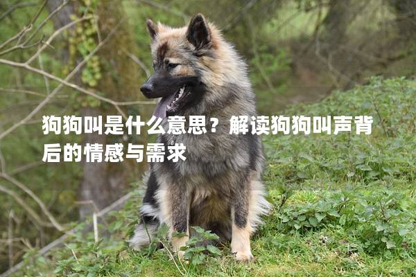 狗狗叫是什么意思？解读狗狗叫声背后的情感与需求