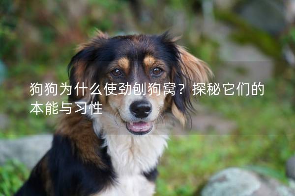 狗狗为什么使劲刨狗窝？探秘它们的本能与习性