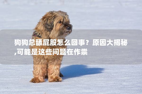 狗狗总舔屁股怎么回事？原因大揭秘,可能是这些问题在作祟