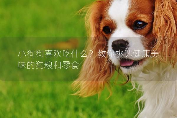 小狗狗喜欢吃什么？教你挑选健康美味的狗粮和零食
