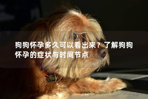 狗狗怀孕多久可以看出来？了解狗狗怀孕的症状与时间节点