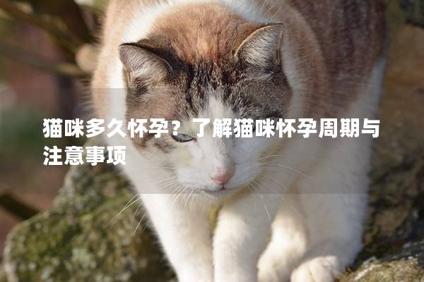 猫咪多久怀孕？了解猫咪怀孕周期与注意事项