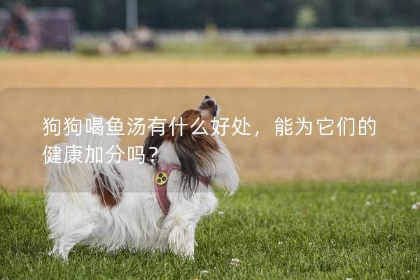 狗狗喝鱼汤有什么好处，能为它们的健康加分吗？