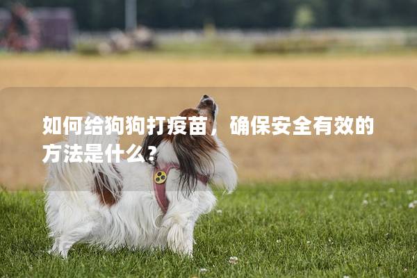 如何给狗狗打疫苗，确保安全有效的方法是什么？