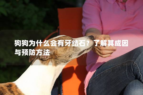 狗狗为什么会有牙结石？了解其成因与预防方法