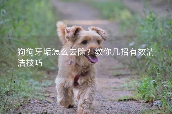狗狗牙垢怎么去除？教你几招有效清洁技巧