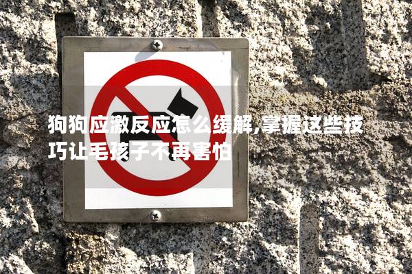 狗狗应激反应怎么缓解,掌握这些技巧让毛孩子不再害怕
