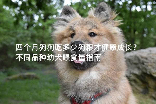 四个月狗狗吃多少狗粮才健康成长？不同品种幼犬喂食量指南