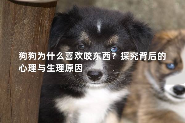 狗狗为什么喜欢咬东西？探究背后的心理与生理原因