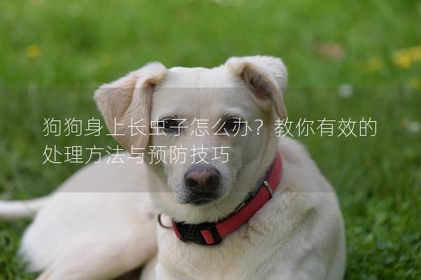 狗狗身上长虫子怎么办？教你有效的处理方法与预防技巧