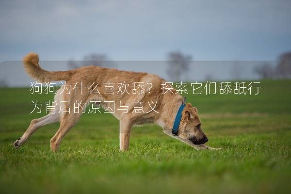 狗狗为什么喜欢舔？探索它们舔舐行为背后的原因与意义