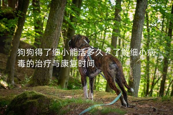 狗狗得了细小能活多久？了解细小病毒的治疗与康复时间