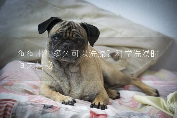 狗狗出生多久可以洗澡？科学洗澡时间大揭秘