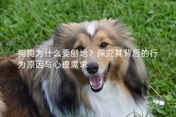 狗狗为什么要刨地？探究其背后的行为原因与心理需求
