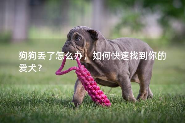 狗狗丢了怎么办，如何快速找到你的爱犬？