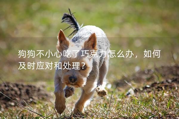 狗狗不小心吃了巧克力怎么办，如何及时应对和处理？
