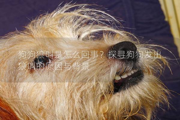 狗狗狼叫是怎么回事？探寻狗狗发出狼叫的原因与背景