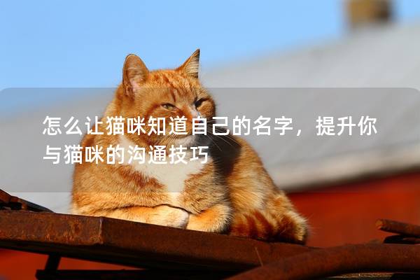 怎么让猫咪知道自己的名字，提升你与猫咪的沟通技巧