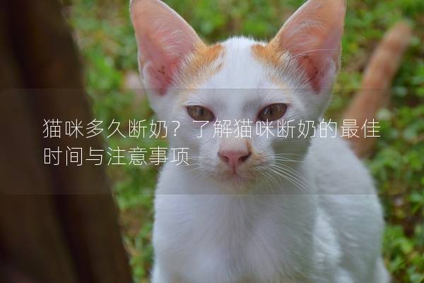猫咪多久断奶？了解猫咪断奶的最佳时间与注意事项