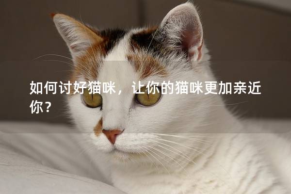 如何讨好猫咪，让你的猫咪更加亲近你？