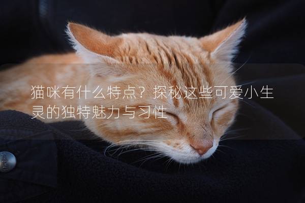 猫咪有什么特点？探秘这些可爱小生灵的独特魅力与习性