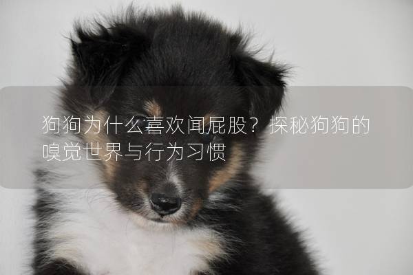 狗狗为什么喜欢闻屁股？探秘狗狗的嗅觉世界与行为习惯