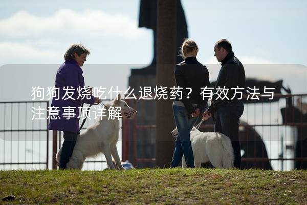狗狗发烧吃什么退烧药？有效方法与注意事项详解
