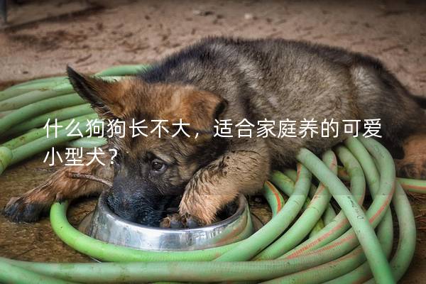什么狗狗长不大，适合家庭养的可爱小型犬？