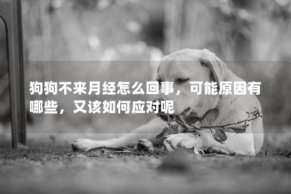 狗狗不来月经怎么回事，可能原因有哪些，又该如何应对呢