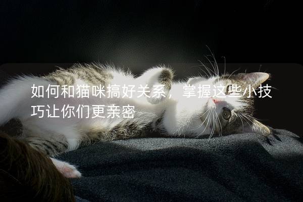 如何和猫咪搞好关系，掌握这些小技巧让你们更亲密
