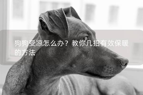 狗狗受凉怎么办？教你几招有效保暖的方法