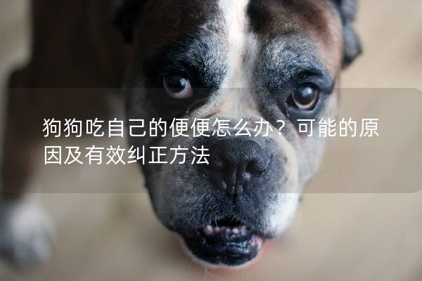 狗狗吃自己的便便怎么办？可能的原因及有效纠正方法