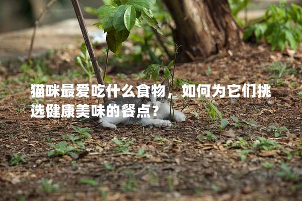 猫咪最爱吃什么食物，如何为它们挑选健康美味的餐点？