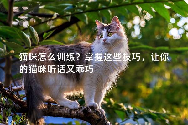 猫咪怎么训练？掌握这些技巧，让你的猫咪听话又乖巧